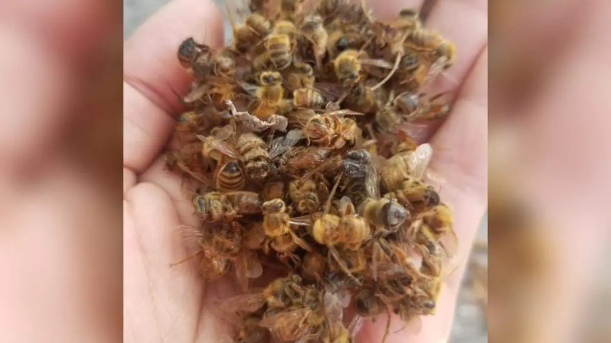 Abejas mueren a causa de un plagicida en Colima